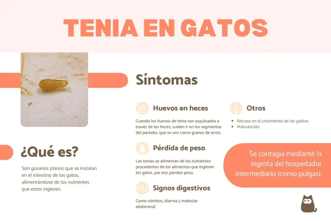 Un parásito de tenia, similar a un grano de arroz, en un gato. La imagen detalla síntomas como huevos en heces, pérdida de peso y problemas digestivos, indicando que tenia en gatos es un problema común.