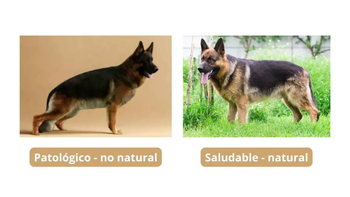 Perro pastor alemán con postura patológica, como anda un perro con displasia, comparado con uno saludable.