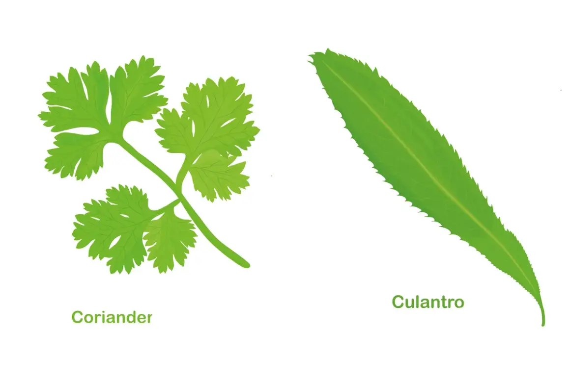 Dos hierbas verdes: coriandro, con hojas lobuladas, y culantro, con hojas alargadas y dentadas.