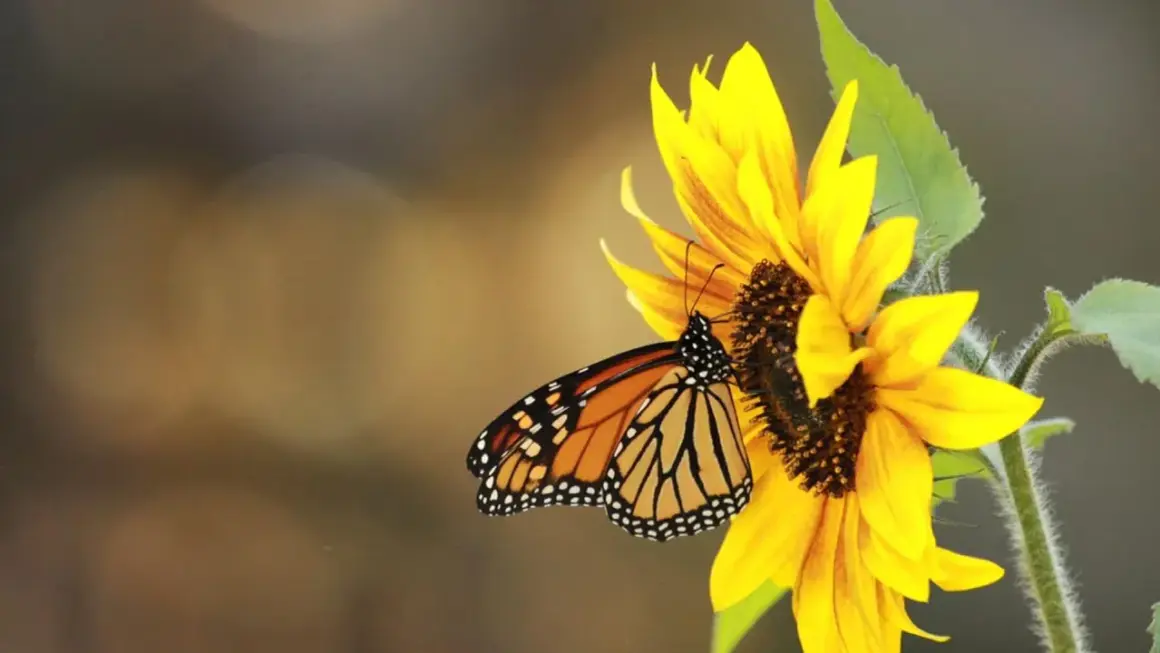 Cómo sembrar girasoles en maceta: evita errores comunes y logra el éxito