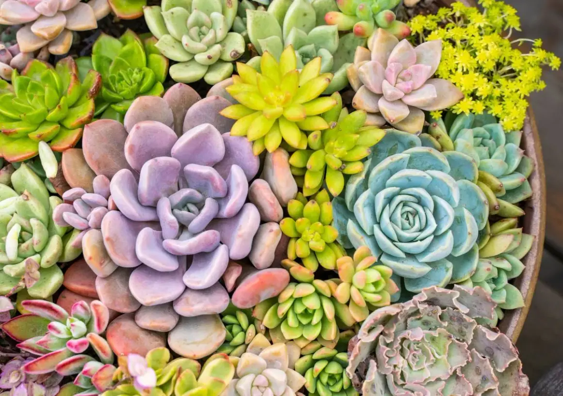 Un tripudio di piante grasse da esterno che fioriscono in varie tonalità di verde, viola, blu e rosa, con piccoli fiori gialli.
