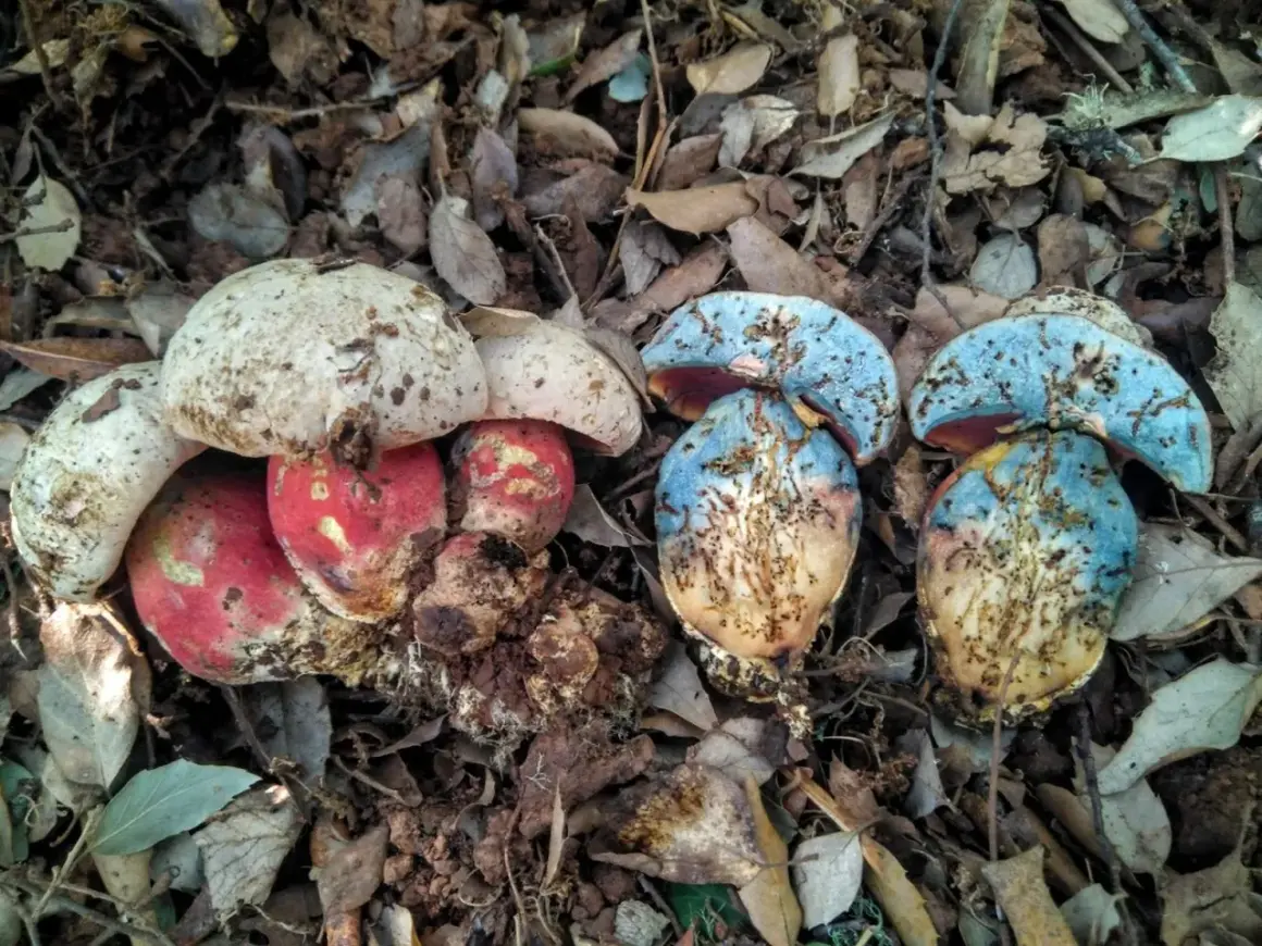 Setas de sombrero blanco y rojo junto a setas de sombrero azul y marrón en el suelo.