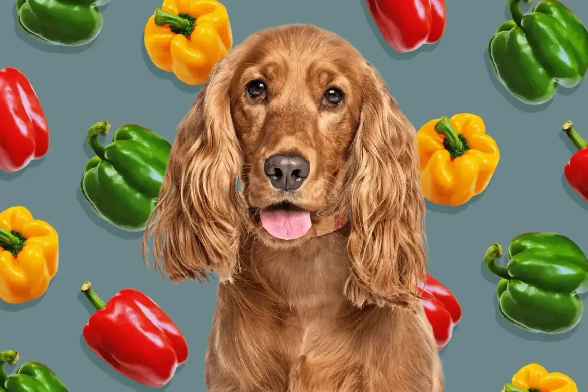 Czy pies może jeść paprykę? Uroczy piesek spaniel otoczony kolorowymi paprykami: zielonymi, żółtymi i czerwonymi.