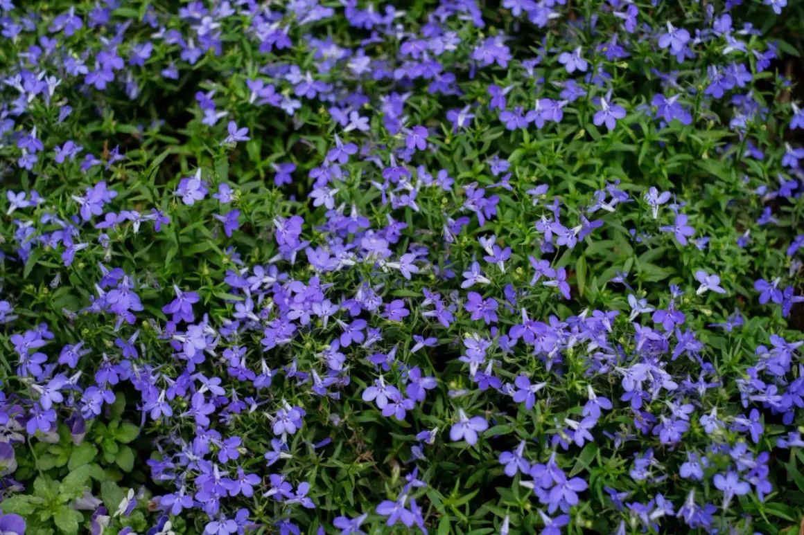 Niebieskie lobelie kwitną obficie, tworząc dywan kwiatów. Wiele osób zastanawia się nad lobelia zimowanie, aby cieszyć się nimi dłużej.