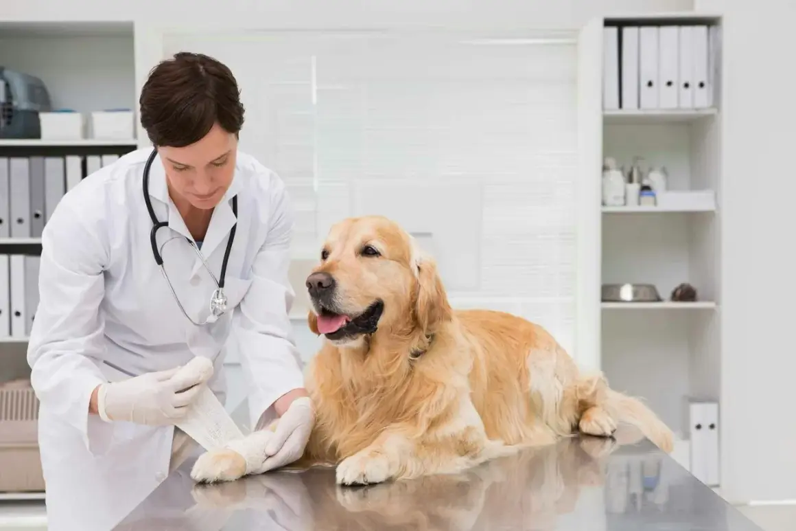 Vétérinaire bandant la patte d'une chienne stérilisée, peut-être suite à une perte liquide transparente.