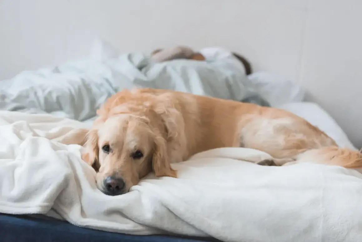 Złoty retriever leży na łóżku, zastanawiając się, czy psy mają sny. Jego głowa spoczywa na miękkim kocu, a oczy są lekko przymknięte.