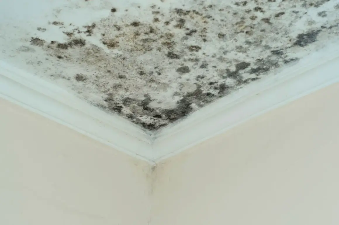 Moisissure noire sur un plafond blanc, signe d'un taux humidité maison 70%. Le coin de la pièce est touché.