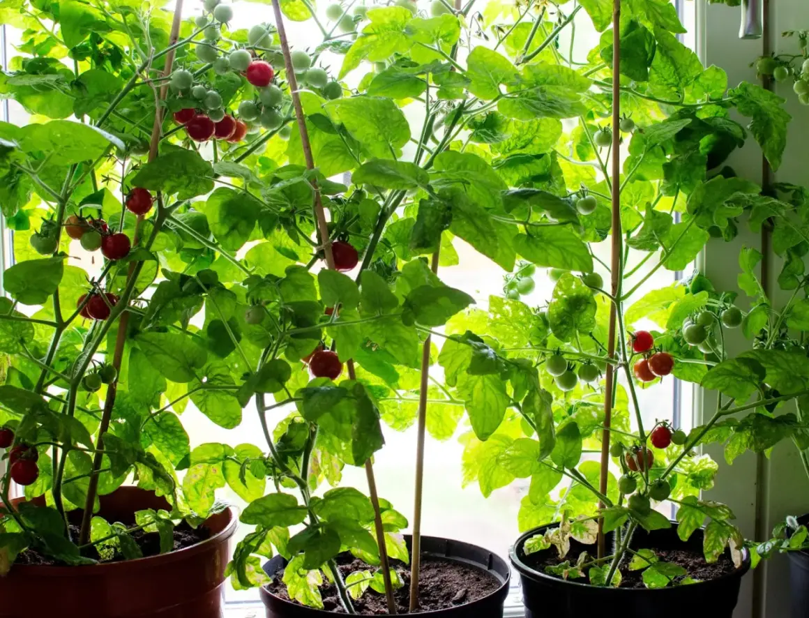 Små tomatplantor i krukor vid fönstret, med både gröna och röda tomater som växer. En härlig syn för den som vill odla tomater.