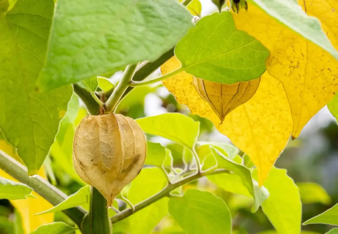 En mogen ananas physalis hänger i sin pappersliknande hölje bland gröna och gula blad.