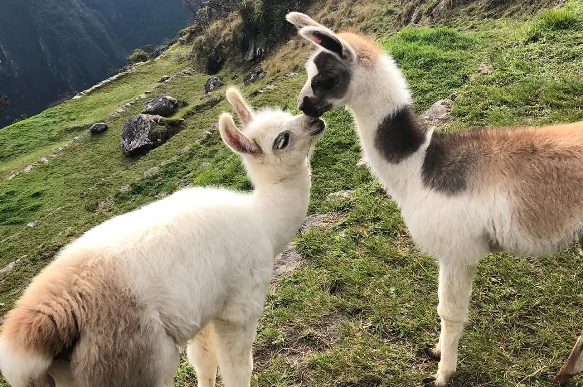 Dwa urocze **baby alpaca** przytulają się na zielonym zboczu.