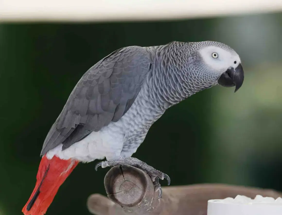 Szara papuga żako z czerwonym ogonem siedzi na gałęzi. Zastanawiasz się nad papuga żako cena?