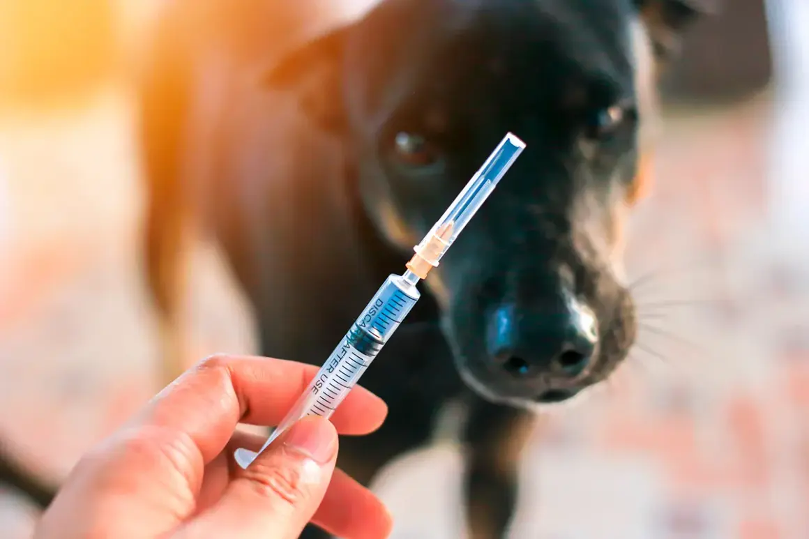 Jeringa con vacuna pentavalente para perros, lista para proteger a tu fiel amigo.