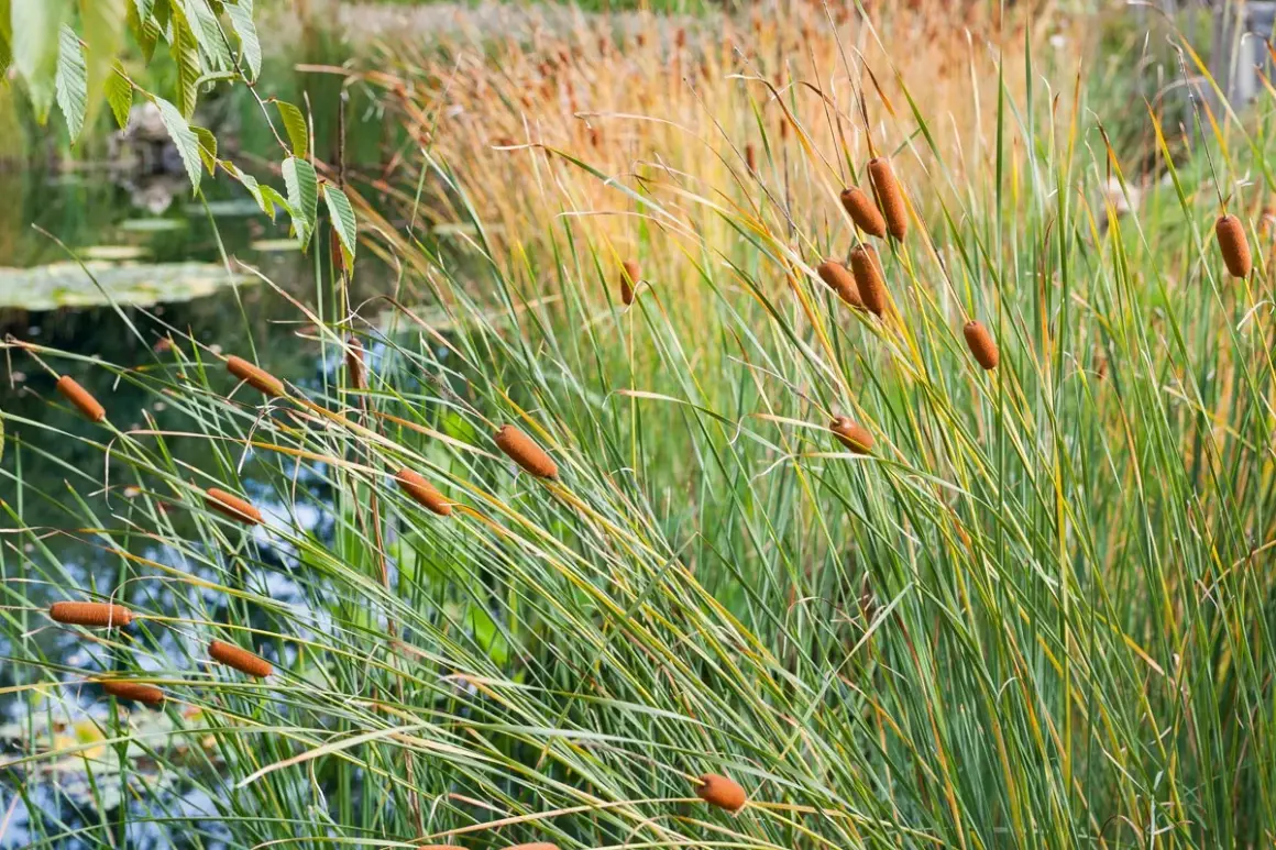 Des roseaux aux formes cylindriques brunâtres se dressent au bord d'un plan d'eau, leurs longues feuilles vertes ondulant au vent.