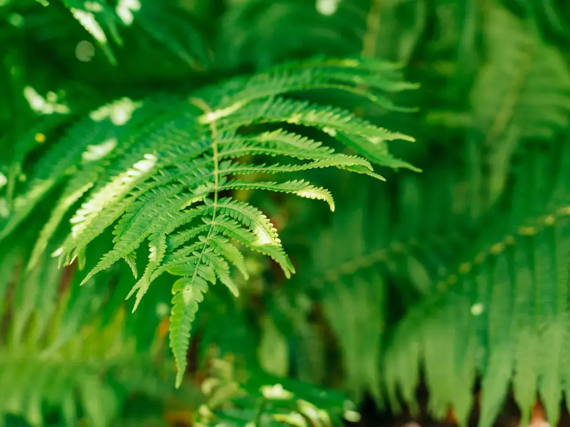 Un primo piano di una foglia di felce verde brillante, con altre felci sfocate sullo sfondo.