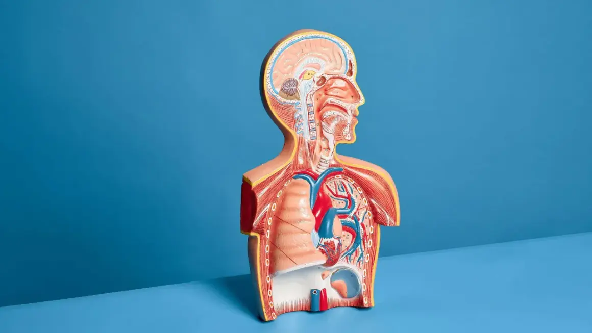 Model anatomiczny przedstawiający przekrój klatki piersiowej i głowy, z widocznym sercem, płucami i mózgiem.