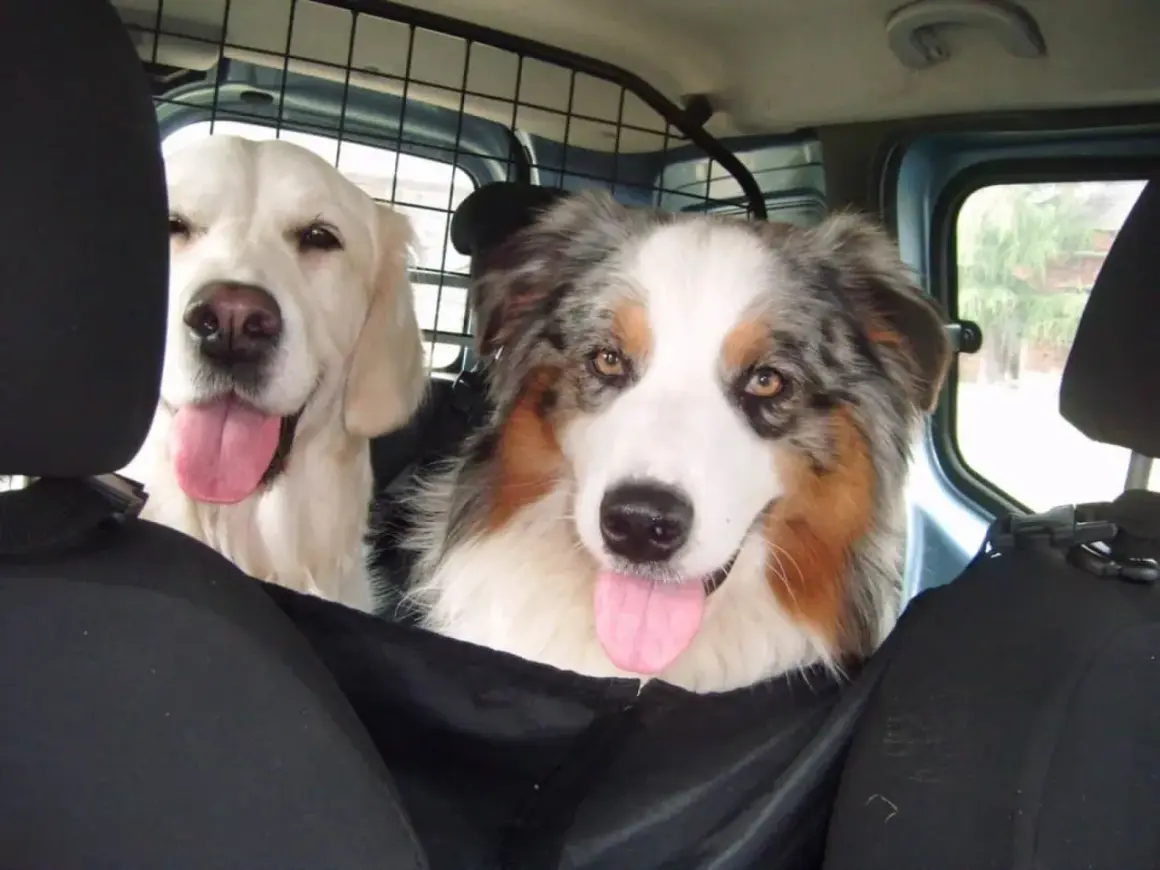 Dwa psy w samochodzie, jeden golden retriever, drugi owczarek australijski. Pies boi się jeździć autem, ale towarzystwo przyjaciela dodaje mu otuchy.