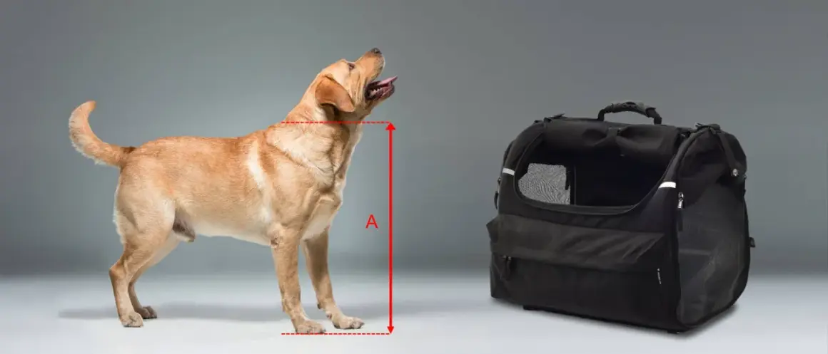 Un labrador doré est mesuré à côté d'une caisse pour chien de moto.