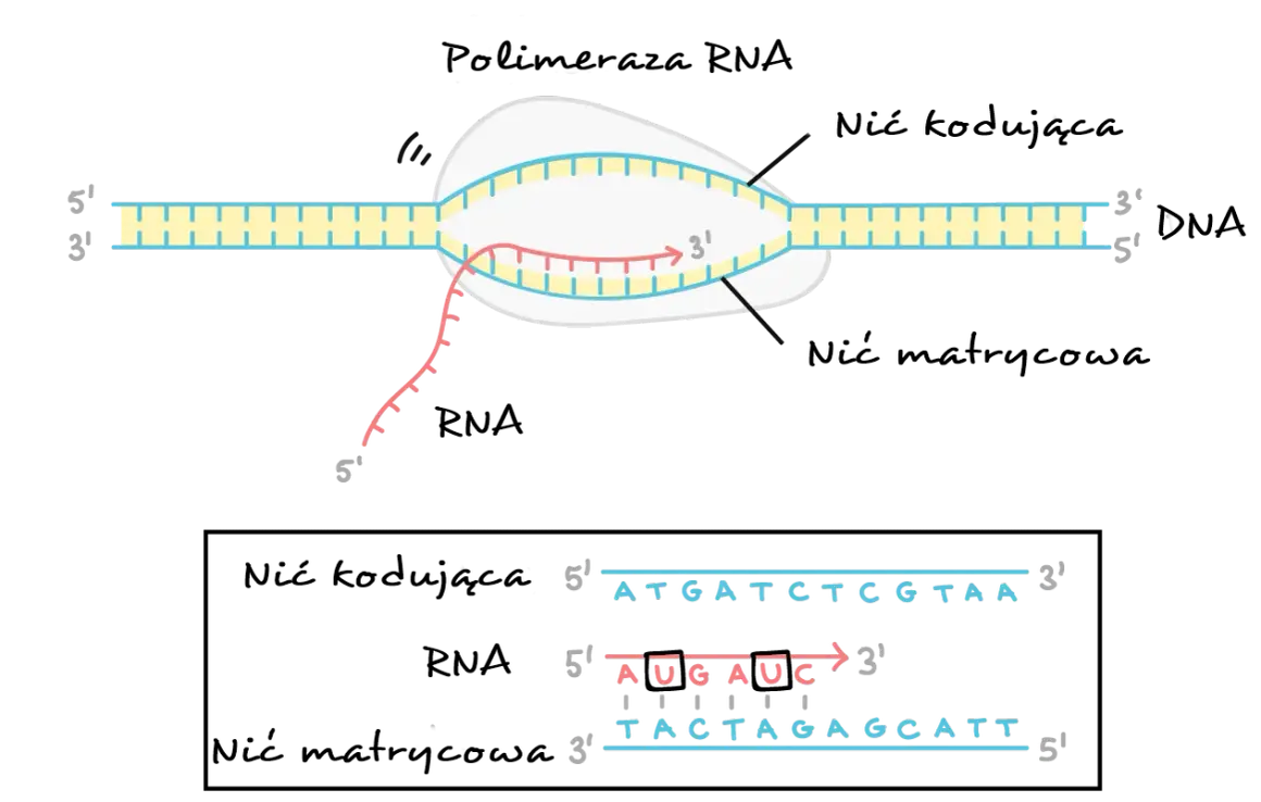 Schemat replikacji DNA i transkrypcji RNA.