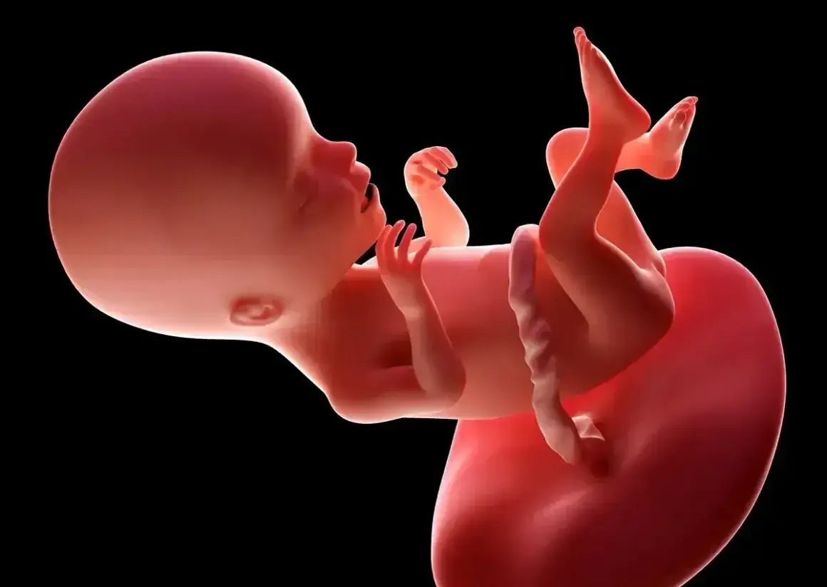 Dziecko w 17 tygodniu ciąży, z widocznymi rączkami i nóżkami, rozwija się w łonie matki.