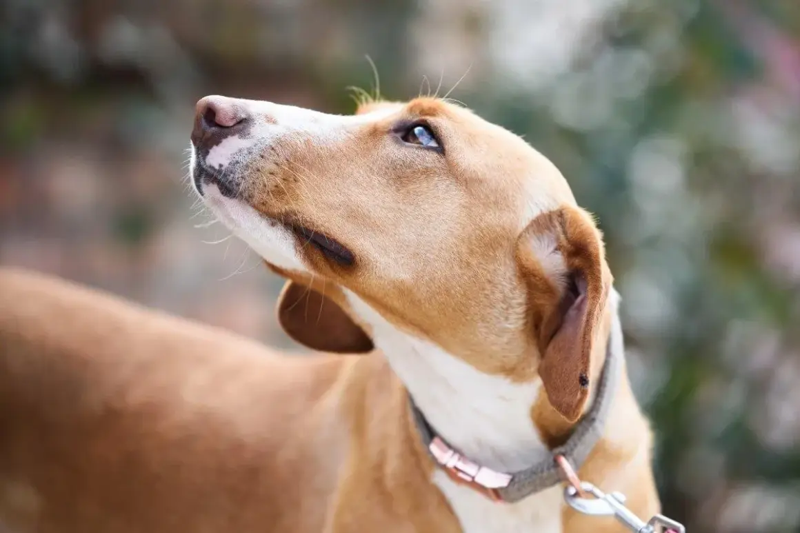 Un chien au pelage brun clair regarde vers le ciel, l'air inquiet. On dirait que mon chien a peur de moi.