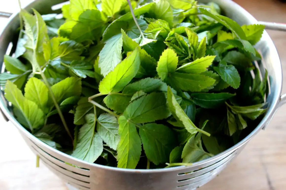 En sil med färsk kirskål, redo för ett gott kirskål recept. Perfekt för en sallad eller pesto!