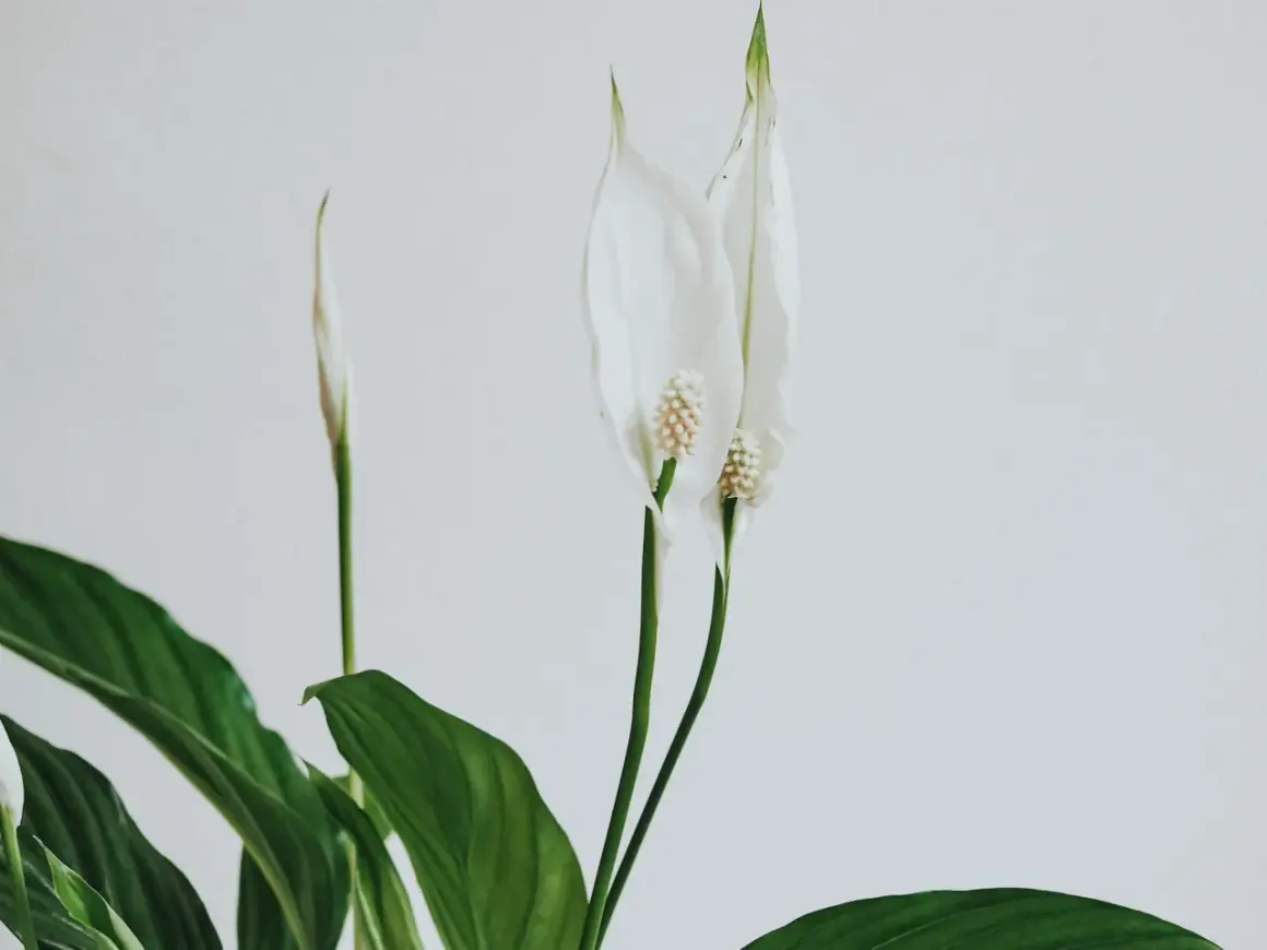 Två vita fredskalla blommor med gröna blad mot en ljus bakgrund.