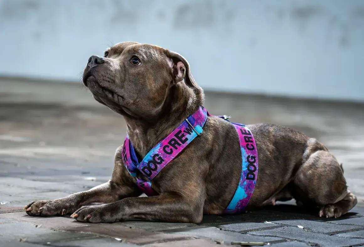 Pies rasy pitbull w kolorowych szelkach "Dog Crew". Idealne, jakie szelki dla psa, by podkreślić jego styl.