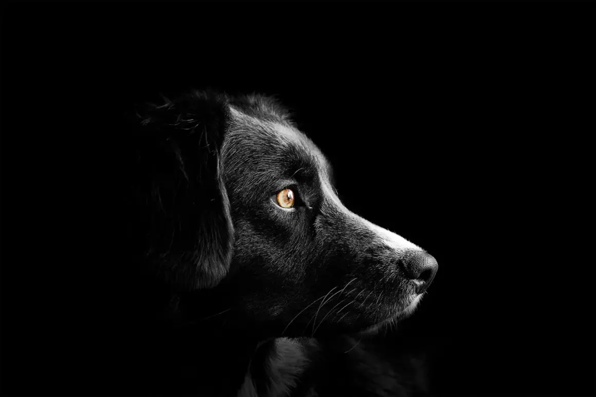 Ojo de perro con mirada intensa, alerta ante el glaucoma en perros.