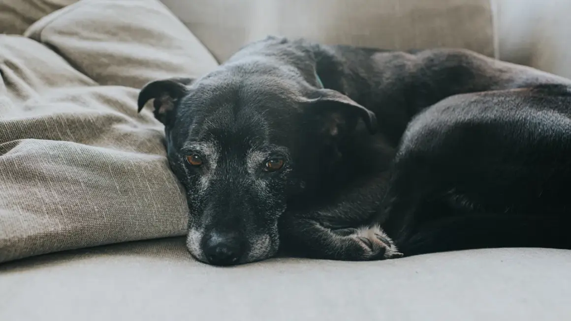 Perro negro mayor descansando en un sofá. Reflexión sobre el precio eutanasia perros.