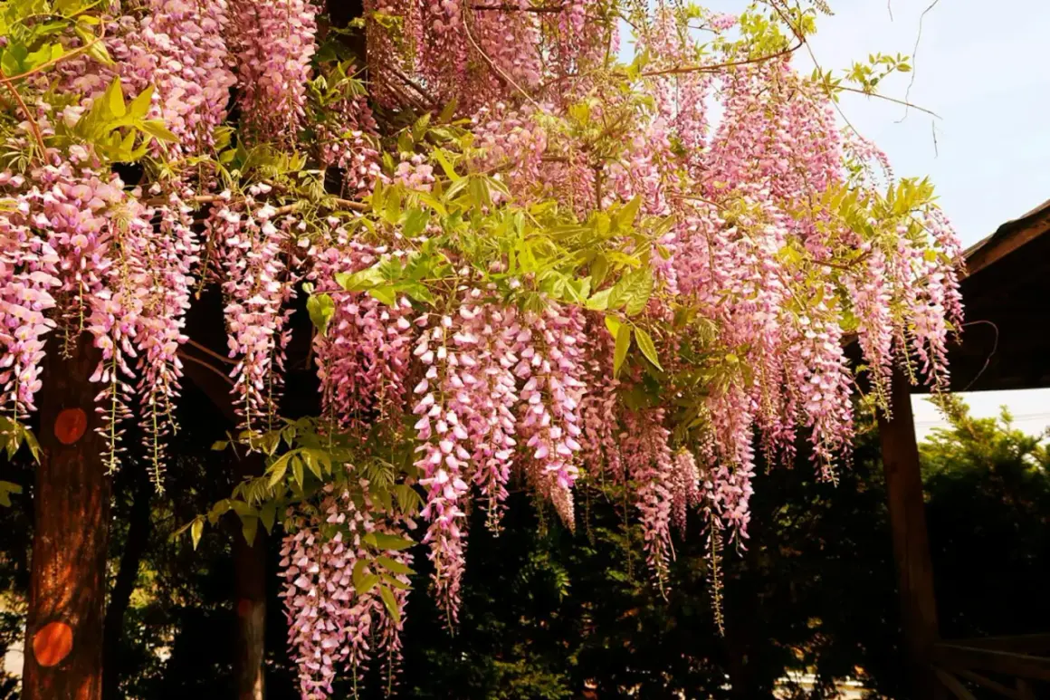 En vacker blåregn pergola med hängande rosa blomklasar. En idyllisk plats att njuta av våren.