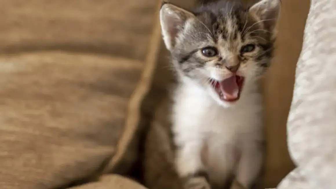 Por qué maullan los gatos y qué significan sus maullidos emocionales