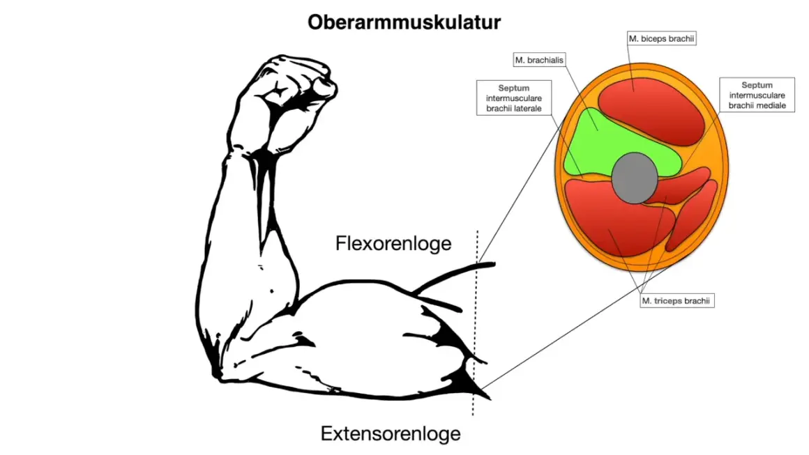 Zeigt Oberarmmuskulatur mit dem M. biceps brachii im Querschnitt. Beschriftet sind Flexoren- und Extensorenloge.