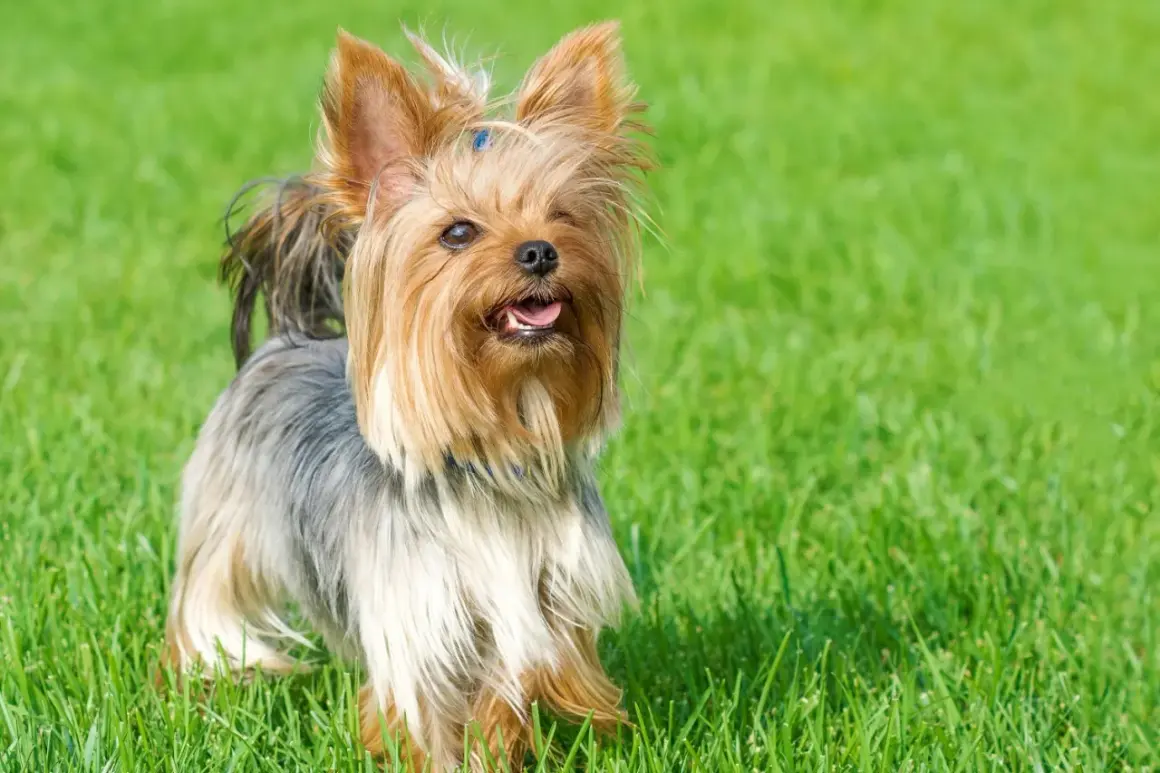 Yorkshire terrier z długą, falującą sierścią, przypominającą grzywę konia fryzyjskiego, wzrostem nie imponuje, ale urokiem tak.