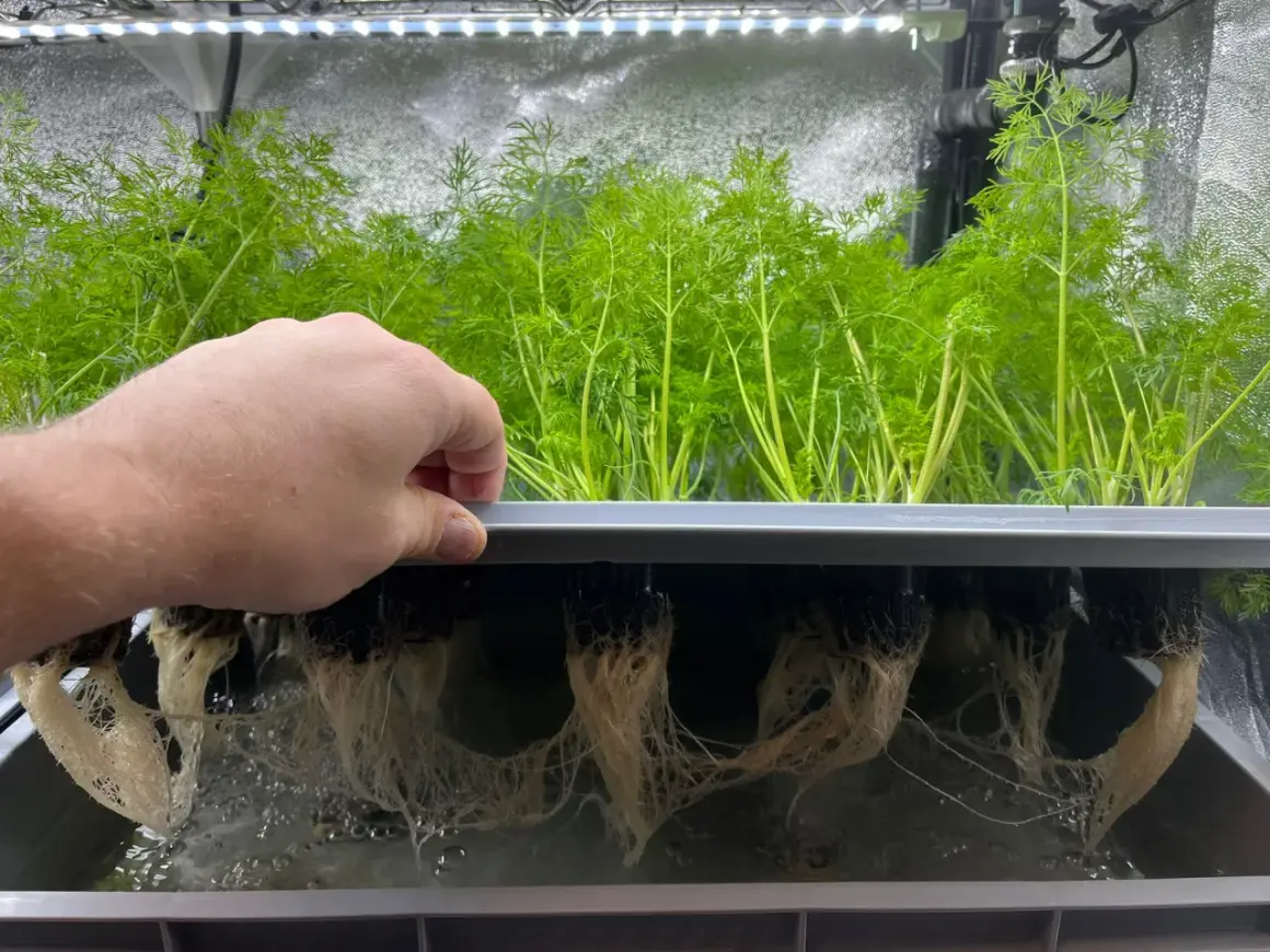 En hand inspekterar frodiga, gröna plantor i ett hydroponiskt system. Rötterna hänger ner i vattnet, redo för en hälsosam "french breakfast" av färska örter.