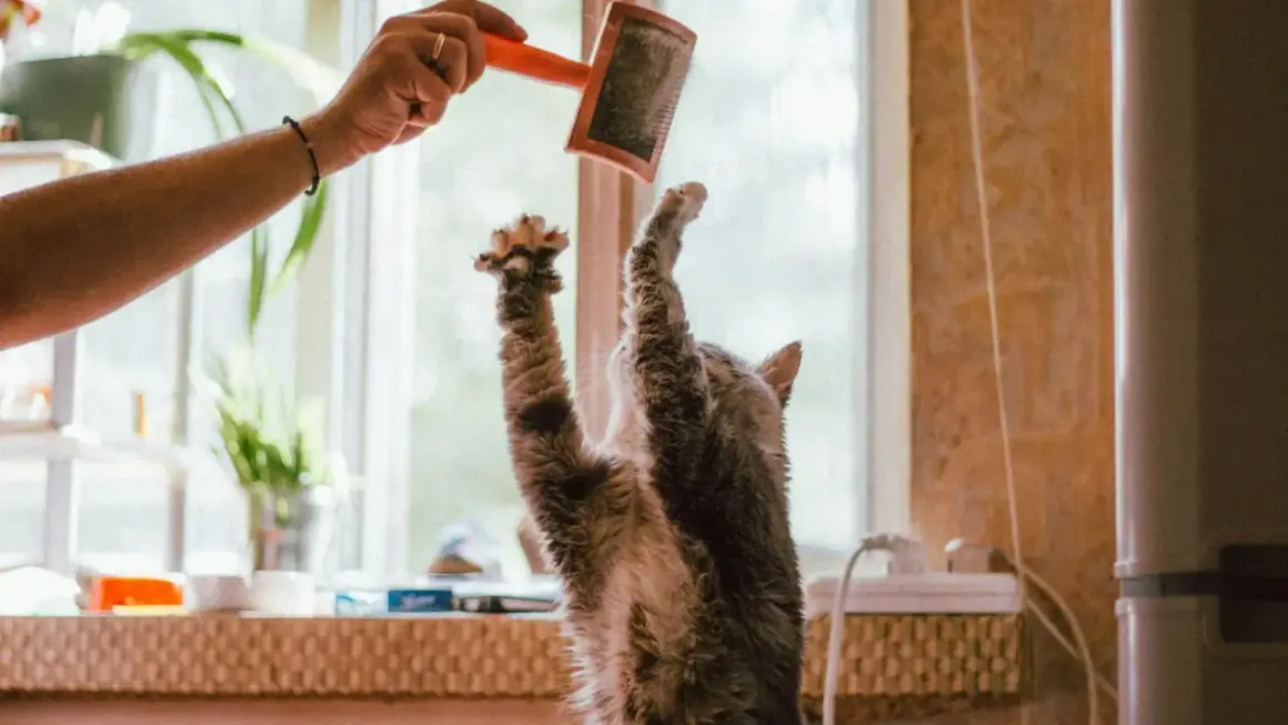 Gato juguetón salta para atrapar un cepillo, ¡cuidado con las bolas de pelo gatos!