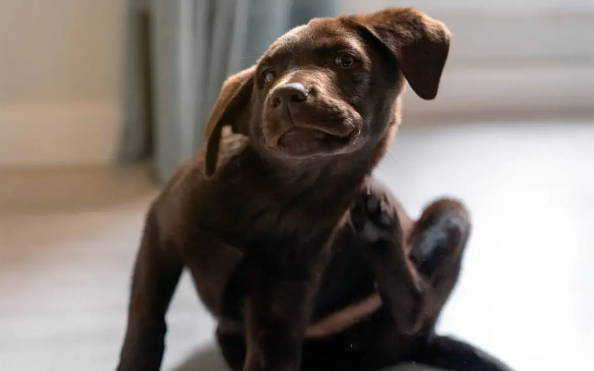 Cachorro chocolate se rasca, recordatorio de cada cuanto se desparasita a un perro para su bienestar.