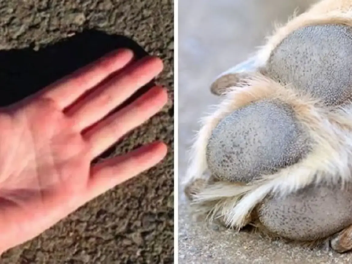 Mano humana sobre asfalto y pata de perro. Aprende cómo proteger las almohadillas de los perros en verano del calor.