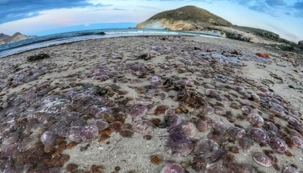 Una playa del Mediterráneo cubierta de medusas. El mar y una montaña al fondo.