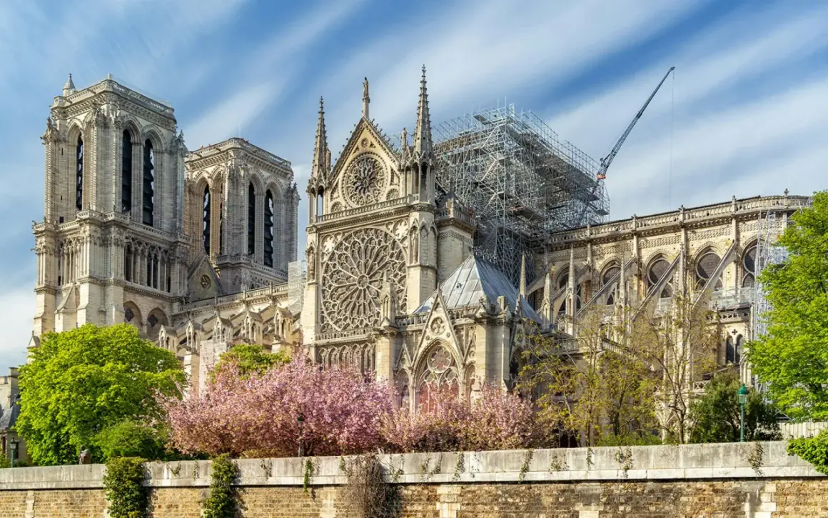 Notre Dame katedralen i Paris, med ställningar och en kran som visar på pågående renovering. Vackra körsbärsträd blommar framför den ikoniska byggnaden.