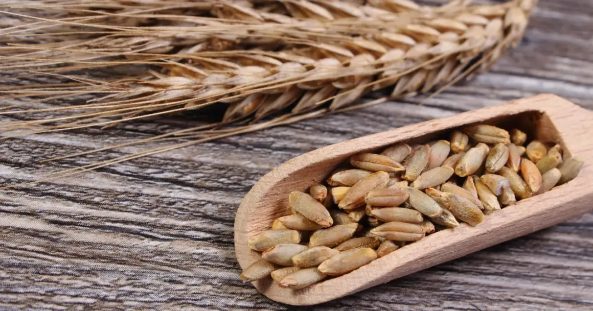 Kłos żyta i ziarna w drewnianej łyżce. Czy mąka żytnia ma gluten? Tak, zawiera go, choć mniej niż pszenna.