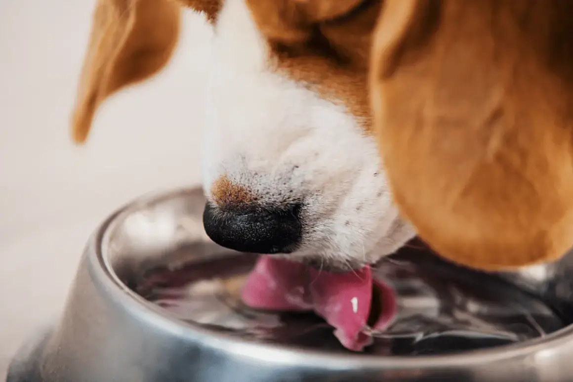 Primer plano de un beagle bebiendo agua con su lengua rosada. Mi perro bebe mucha agua, ¡necesita mantenerse hidratado!