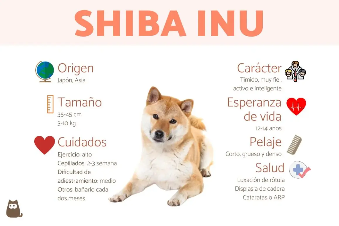 Un Shiba Inu, conocido por su carácter fiel y activo. Información sobre origen, tamaño, cuidados, carácter, esperanza de vida, pelaje y salud.