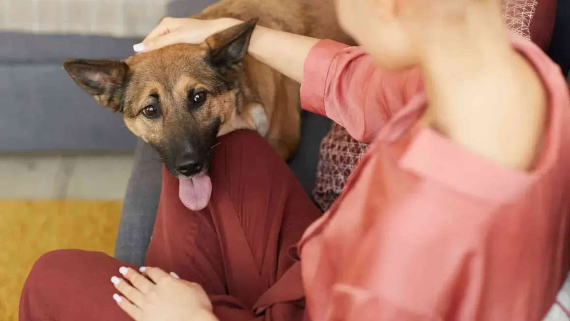 Perro con la lengua afuera, recostado en el regazo de una persona. Si tu perro comió algo que no debía, consulta a un veterinario sobre cómo hacer vomitar a un perro.