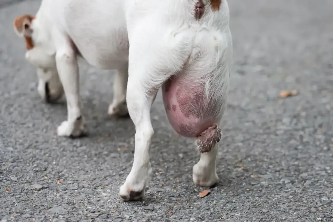 Gros plan sur un chien blanc avec une grosse boule de graisse sous la queue. La peau est rosée et tendue.