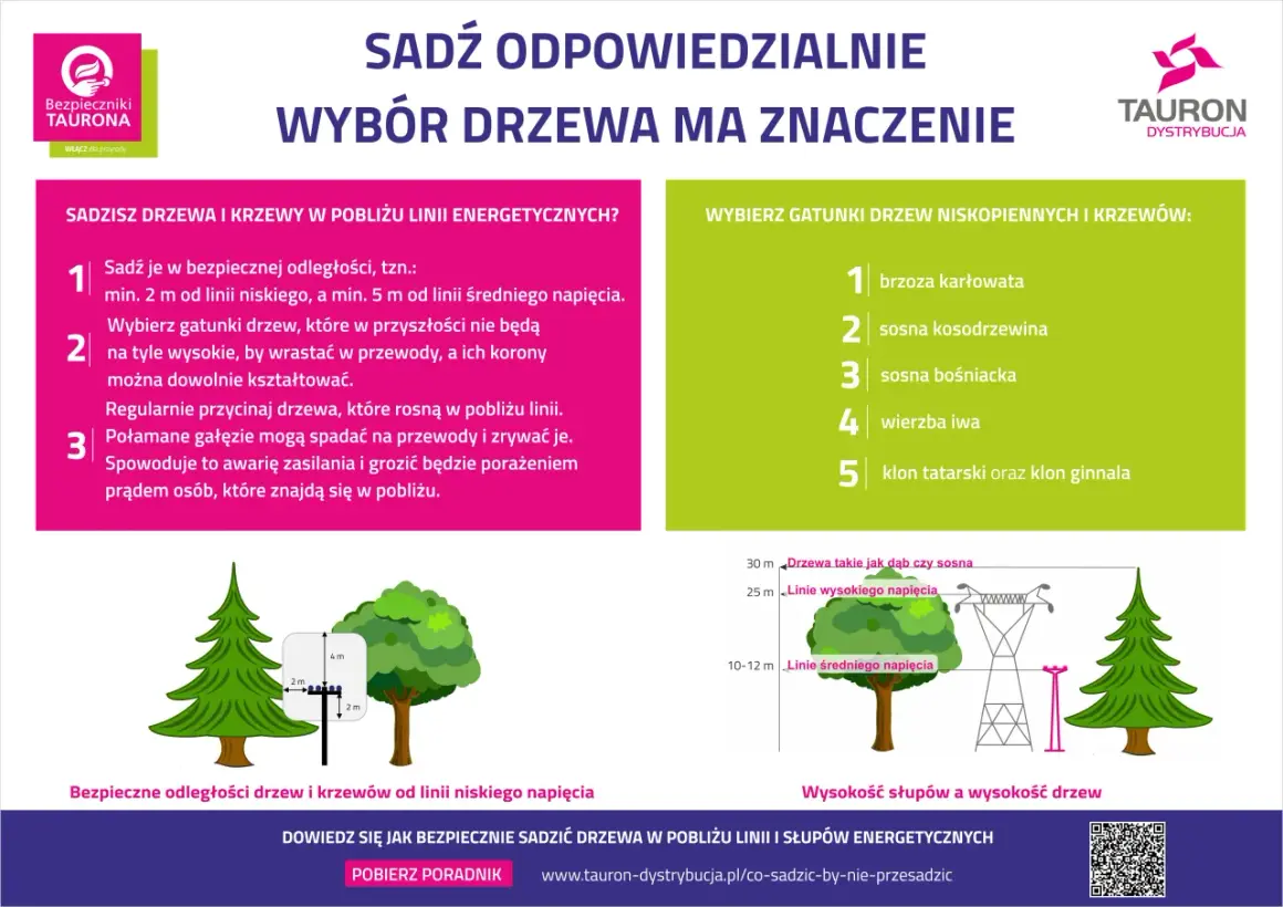 Drzewa na osiedla: Jak wybrać idealne? Poradnik eksperta