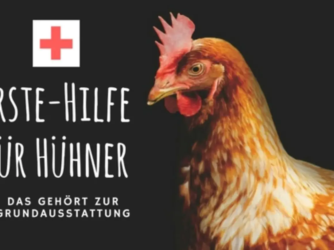 Erste Hilfe für Hühner: Wenn ein Huhn nicht mehr laufen kann, ist schnelles Handeln gefragt. Ein rotes Kreuz und ein Huhn auf schwarzem Grund.