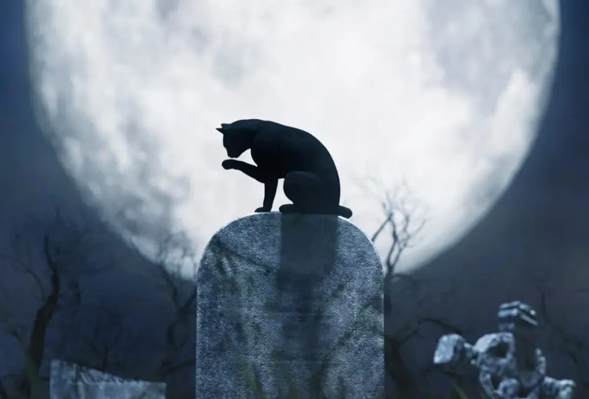 Qué significa soñar con gatos negros y sus sorprendentes interpretaciones