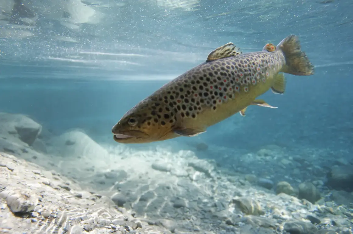 Une truite commune, aux taches brunes et rouges, nage dans une eau claire et peu profonde, sur un lit de galets.