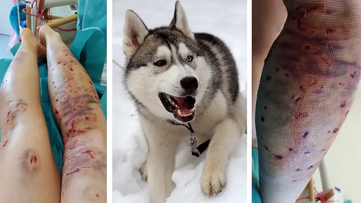 Czy husky jest agresywny? Prawda o ich zachowaniu i naturze