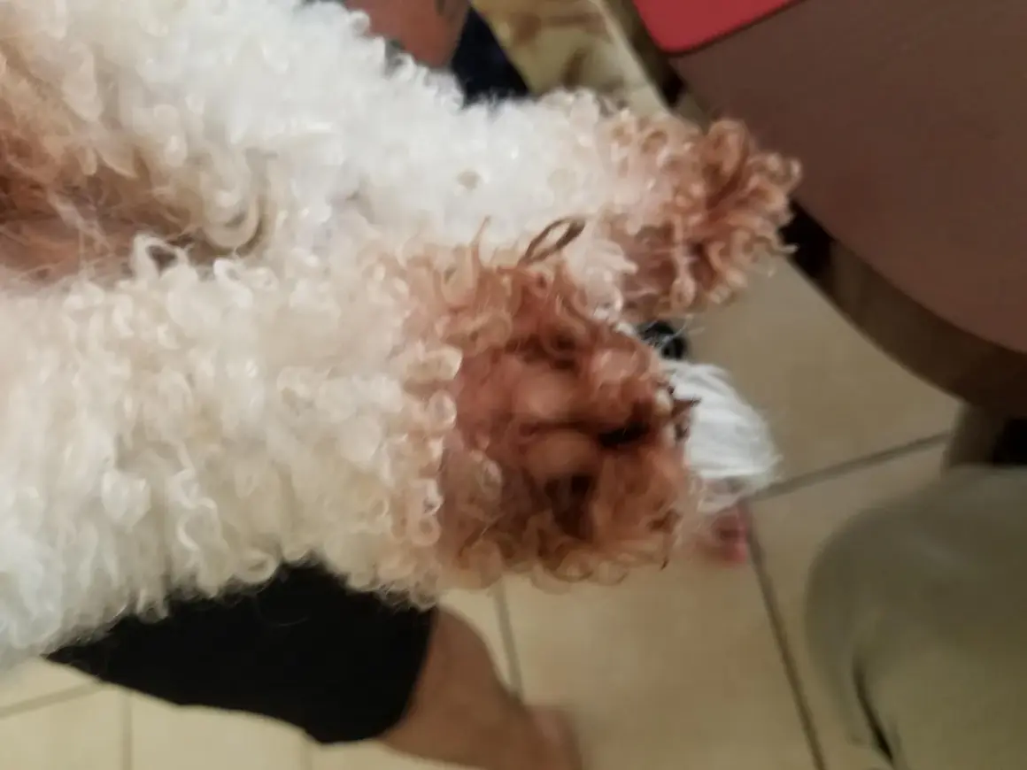 Puszysty bichon frise brązowy, z kudłatymi łapkami, odpoczywa na czarnych spodenkach.